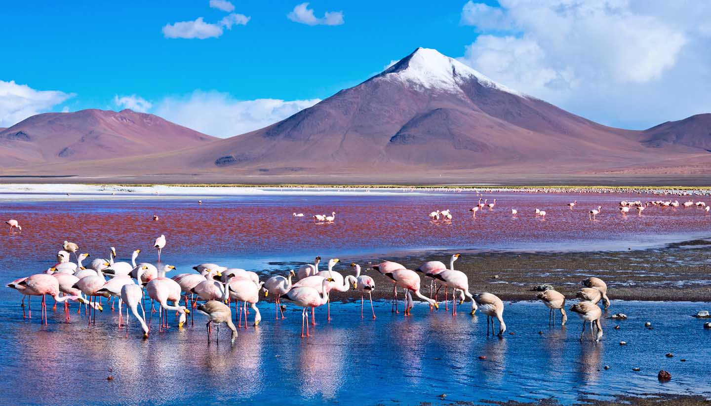 Laguna Colorada, Uyuni, Bolivia.