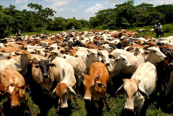 Una ganadería sostenible puede aportar beneficios en la nutrición y en la seguridad alimentaria mundial.