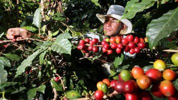 Nespresso invertirá 50 millones de dólares en el cultivo de café en las antiguas zonas de conflicto en Colombia.