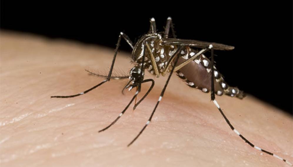 Aedes egypti transmisor del dengue