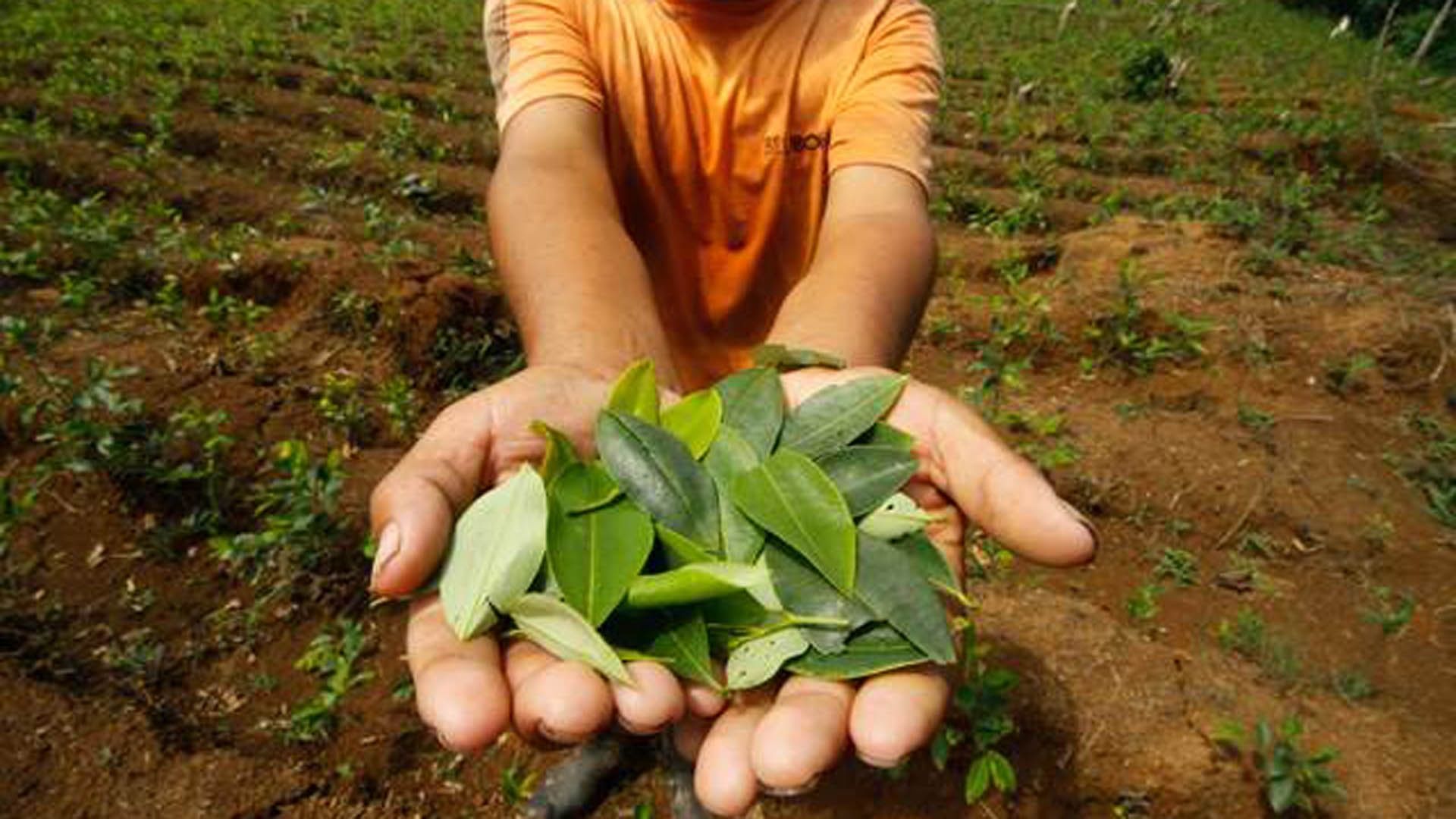 Colombia Es El Mayor Productor De Hoja De Coca - Iberoeconomía