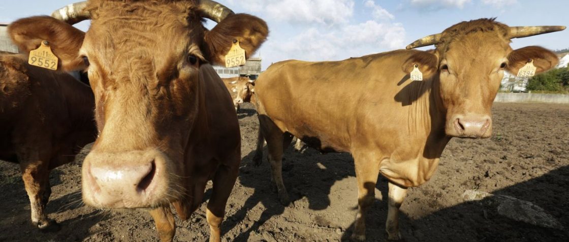 Agricultores y ganaderos afectados por daños climáticos tendrán rebaja del IRPF