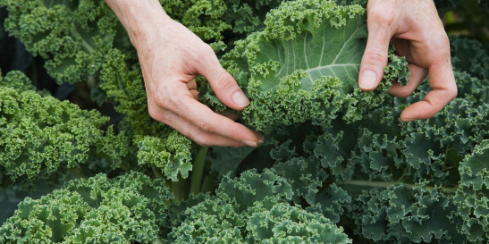 Los beneficios del Kale en la dieta pandémica