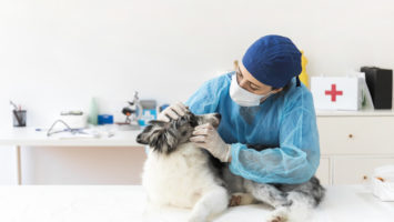 Rebaja del IVA a los servicios veterinarios
